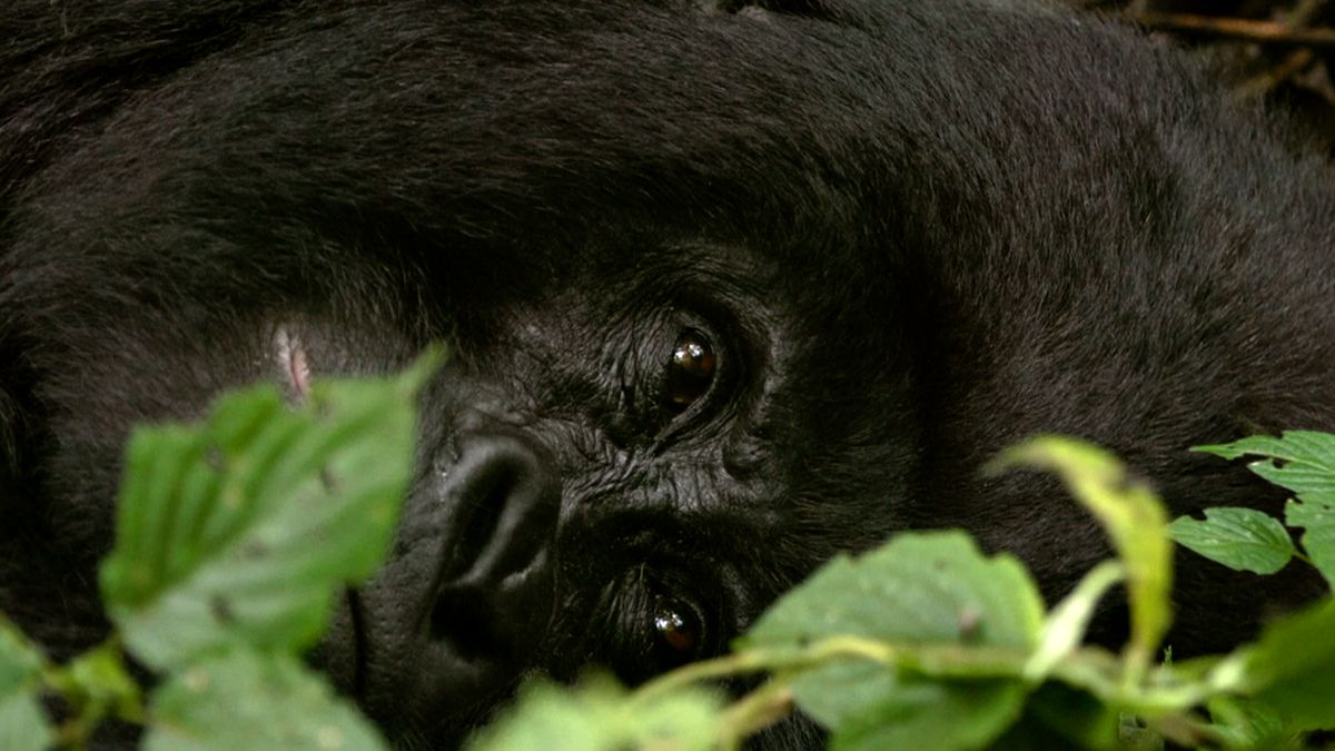 Gorily mohou chytnout koronavirus. Afrika zavírá parky, přijde o peníze